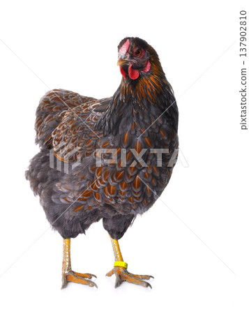 blue laced wyandotte 137902810