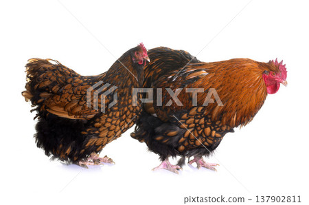 gold laced orpington couple 137902811