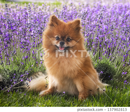 young pomeranian in nature 137902813