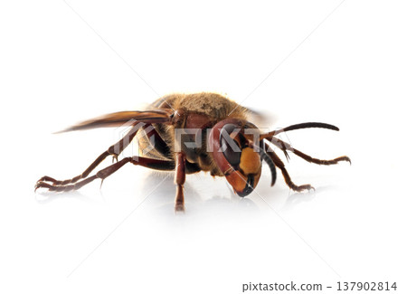 European hornet in studio 137902814
