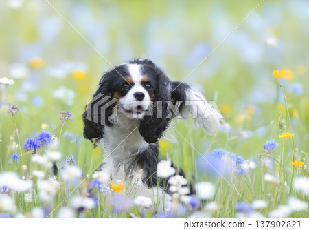 cavalier king charles cavalier king charles 137902821