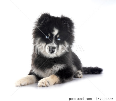 Pomsky in studio Pomsky in studio 137902826