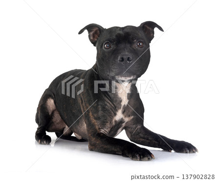 staffordshire bull terrier 137902828