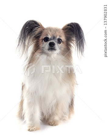papillon dog in studio papillon dog in studio 137902831