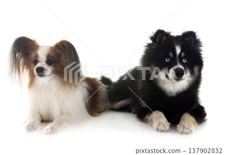 papillon dog and pomsky 137902832