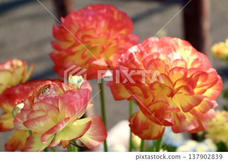 燦爛的花朵 燦爛的花朵 137902839