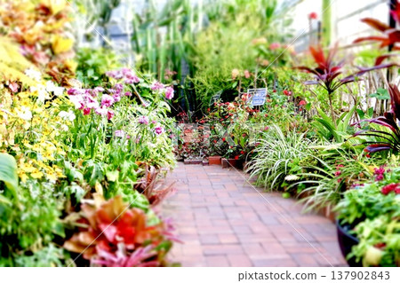 花園小徑 花園小徑 137902843
