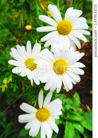 A landscape of marguerite flowers 137903258