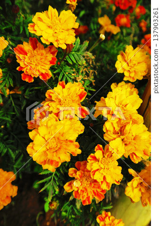 A landscape of marigolds in full bloom. A landscape of marigolds in full bloom. 137903261