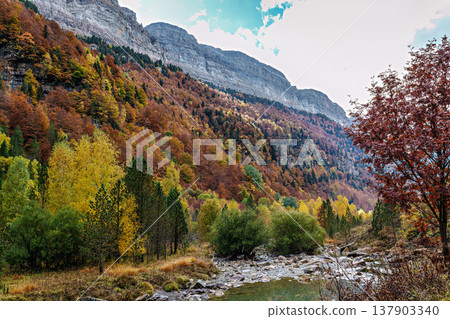 Colorful beech fall forest in Ordesa and Monte Perdido National park, Pyrenees, Aragon in Spain 137903340