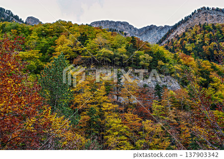 Colorful beech fall forest in Ordesa and Monte Perdido National park, Pyrenees, Aragon in Spain Colorful beech fall forest in Ordesa and Monte Perdido National park, Pyrenees, Aragon in Spain 137903342