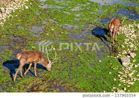 Deer living in semi-freedom since 1974 in the moat of the Jaca citadel in the city of Jaca, Huesca, Aragon, Spain Deer living in semi-freedom since 1974 in the moat of the Jaca citadel in the city of Jaca, Huesca, Aragon, Spain 137903354