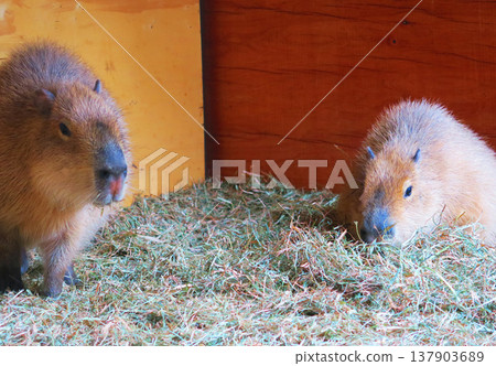 景觀與水豚 137903689