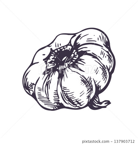Garlic bulb from the side illustration. Hand drawn sketch of organic vegetable for kitchen menu or culinary project. Black ink line art in vintage engraving style. Isolated farm product drawing. 137903712