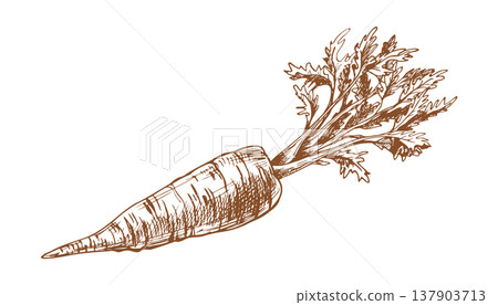 Carrot with green leaf hand drawn illustration. Vegetable sketch in ink line art engraving style. Organic food ingredient graphic drawing isolated on white background for menu design. 137903713