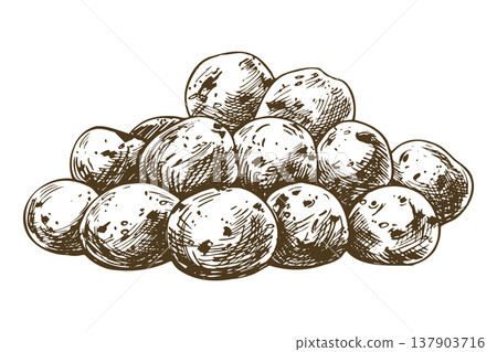 A hand-drawn pile of fresh, raw baby potatoes in a vintage engraving style. This organic root vegetable is used for a culinary menu, farmers market branding, and a healthy food design concept. A hand-drawn pile of fresh, raw baby potatoes in a vintage engraving style. This organic root vegetable is used for a culinary menu, farmers market branding, and a healthy food design concept. 137903716