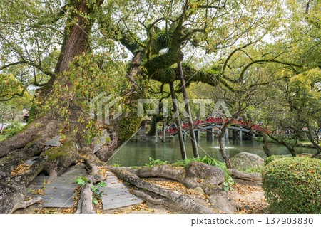 tree by pond with red curve Dazaifu Tenmangu Shrine bridge, Fukuoka tree by pond with red curve Dazaifu Tenmangu Shrine bridge, Fukuoka 137903830