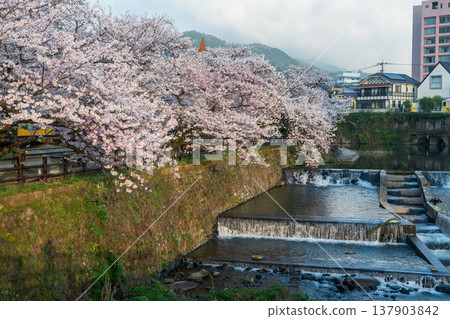 Cherry sakura tunnel by river at Ureshino Onsen Park, Saga, Japan Cherry sakura tunnel by river at Ureshino Onsen Park, Saga, Japan 137903842