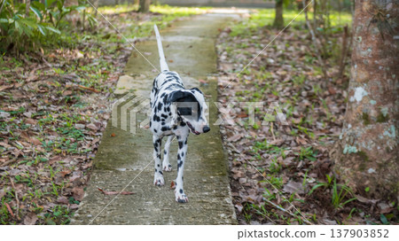 Cute Dalmatian dog walk by meadow Cute Dalmatian dog walk by meadow 137903852