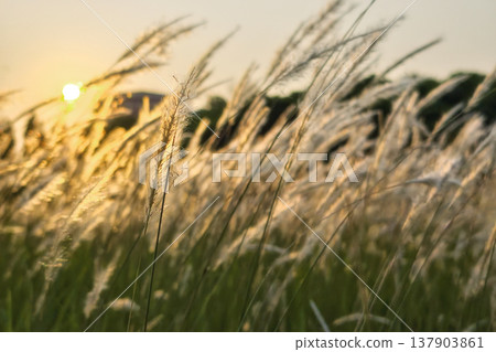 cogon grass or Imperata cylindrica field meadow against sunrise cogon grass or Imperata cylindrica field meadow against sunrise 137903861
