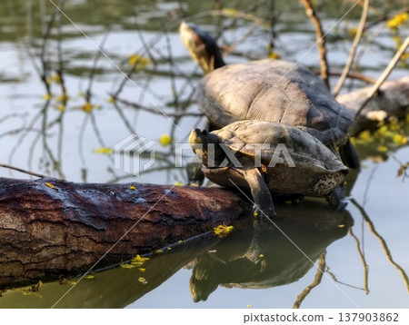 Two Red Eared Terrapin Turtles on wood fallen over pond Two Red Eared Terrapin Turtles on wood fallen over pond 137903862