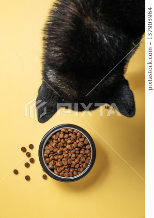 A black dog looking at a full bowl of dry food on a yellow isolated background. A black dog looking at a full bowl of dry food on a yellow isolated background. 137903964