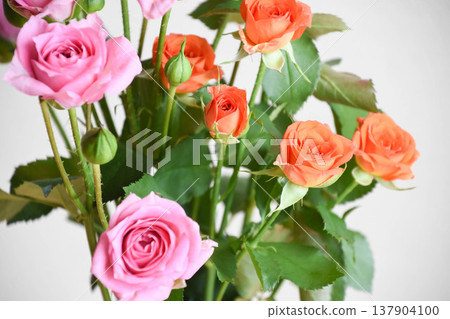 Pink and orange roses 137904100
