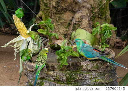 Colorful Parrots Feeding From Bowl in Lush Tropical Garden Setting 137904245