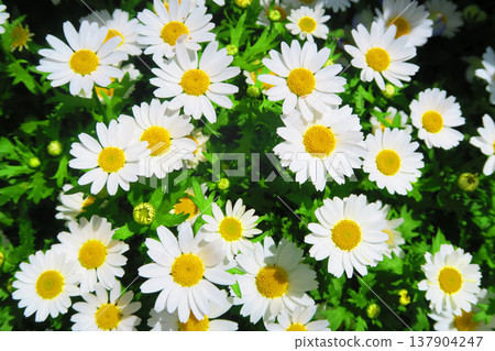 Scenery of margaret flowers in full bloom 137904247