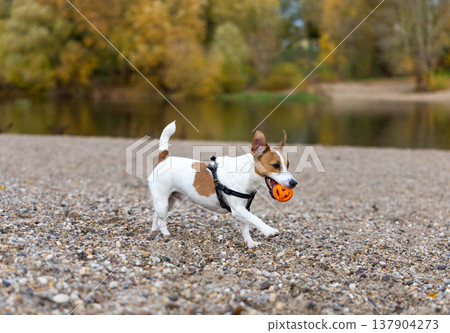 Energetic Small Dog Playing With Ball On Sandy Riverside Beach Autumn Day Energetic Small Dog Playing With Ball On Sandy Riverside Beach Autumn Day 137904273