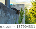 Relaxed striped cat resting on a concrete wall outdoors. Tabby cat resting peacefully on a concrete wall with plants and mountain view in the background. Calm cat enjoying warm summer day 137904331