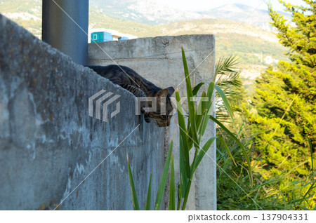 Relaxed striped cat resting on a concrete wall outdoors. Tabby cat resting peacefully on a concrete wall with plants and mountain view in the background. Calm cat enjoying warm summer day Relaxed striped cat resting on a concrete wall outdoors. Tabby cat resting peacefully on a concrete wall with plants and mountain view in the background. Calm cat enjoying warm summer day 137904331
