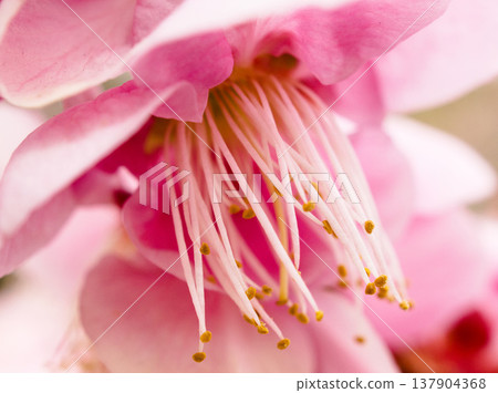 紅梅花的雄蕊 紅梅花的雄蕊 137904368