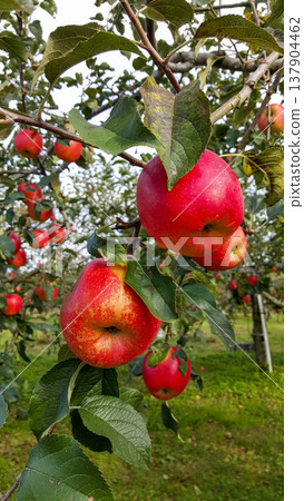 A close-up photo of large ripe apples hanging on trees in an orchard on a summer day A close-up photo of large ripe apples hanging on trees in an orchard on a summer day 137904462
