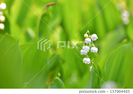 White lily of the valley 137904485