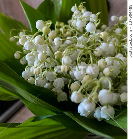 A close-up photo of a delicate bouquet of lily of the valley A close-up photo of a delicate bouquet of lily of the valley 137904489