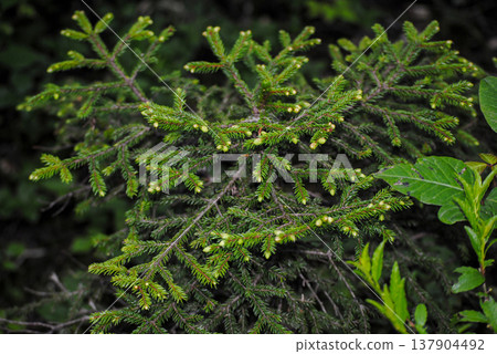 A young spruce sapling in a mossy forest understory, vibrant green needles catching soft dappled light. A young spruce sapling in a mossy forest understory, vibrant green needles catching soft dappled light. 137904492