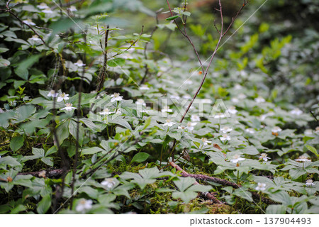 A serene scene featuring small white flowers at the base of evergreens, nestled among lush green forest moss. A serene scene featuring small white flowers at the base of evergreens, nestled among lush green forest moss. 137904493