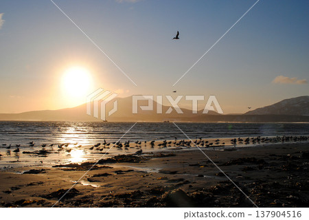 A picturesque sunset illuminates the coastline of a Kuril Islands bay on a sunny day. 137904516