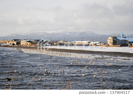 The stunning coastline of a Kuril Islands bay shines at sunset on a sunny winter day. 137904517