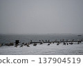 A gloomy, snowy day captures a pier in a serene bay of the Kuril Islands. 137904519