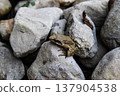 Small brown frog sitting on gray stones in natural light. Macro shot of a small brown frog resting on gray stones. Amphibian camouflaged with rocks in natural outdoor environment. 137904538