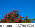 Pink oleander flowers with green leaves under clear blue sky. Simple and colorful floral background symbolizing freshness and natural beauty. 137904539