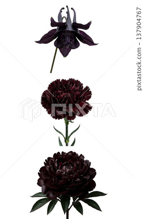 Stunning collection of dark purple to black flowers including carnation, columbine (aquilegia), and peony, isolated on white for elegant botanical designs Stunning collection of dark purple to black flowers including carnation, columbine (aquilegia), and peony, isolated on white for elegant botanical designs 137904767
