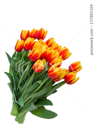 Red tulips bouquet in white pot isolated over white background. Mothers Day, Birthday, Valentines Day concept. 137905104