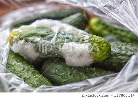 mold on cucumbers, spoiled food, place for text 137905114