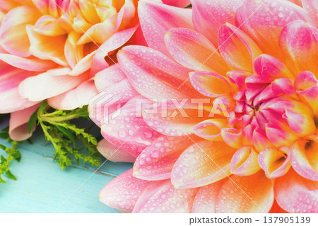 light pink dahlias , macro. place for text light pink dahlias , macro. place for text 137905139