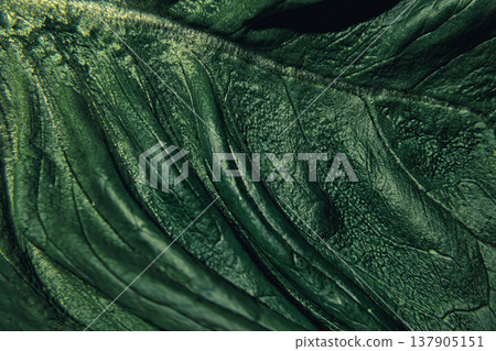 Close-up View of a Textured Leaf Highlighting Intricate Details and Natural Patterns Close-up View of a Textured Leaf Highlighting Intricate Details and Natural Patterns 137905151