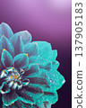 Surreal dark chrome blue flower dahlia with drops of water, macro. place for text 137905183