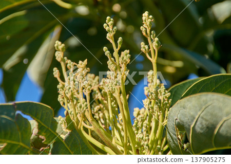 Close-up of an avocado tree in bloom with clusters of yellowish flowers in an organic farm 137905275